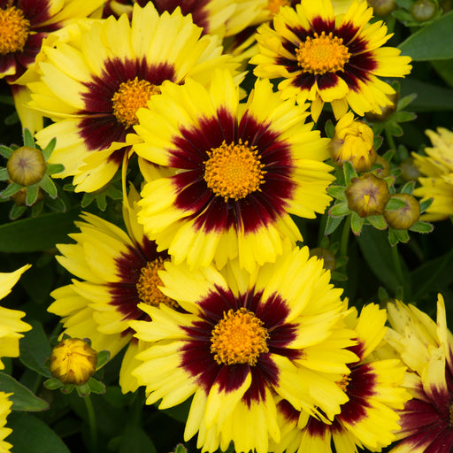 Coreopsis Uptick Collection 6 x 5cm - Plants2Gardens