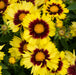 Coreopsis Uptick Collection 6 x 5cm - Plants2Gardens