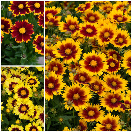 Coreopsis Uptick Collection 6 x 5cm - Plants2Gardens