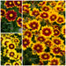Coreopsis Uptick Collection 6 x 5cm - Plants2Gardens