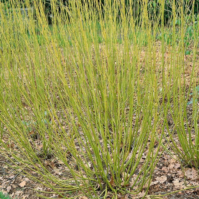 Cornus stolonifera Flaviramea 3 Ltr - Plants2Gardens