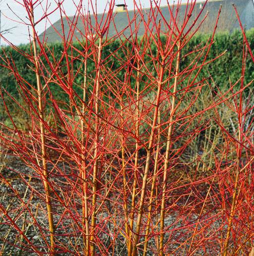 Cornus Sanguinea Midwinter Fire 3 Ltr - Plants2Gardens
