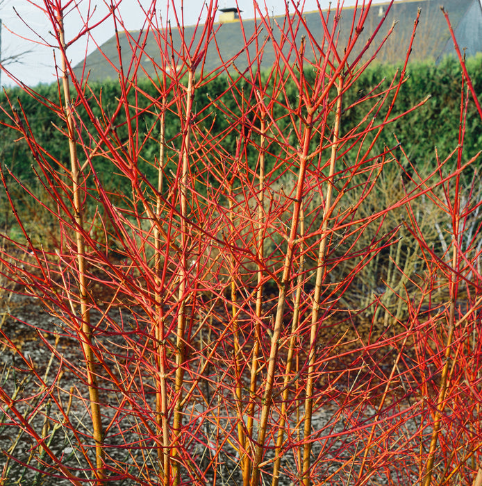 Cornus Sanguinea Midwinter Fire 3 Ltr - Plants2Gardens