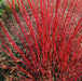Cornus Alba Sibirica - Despatch From WC 31st January - Plants2Gardens