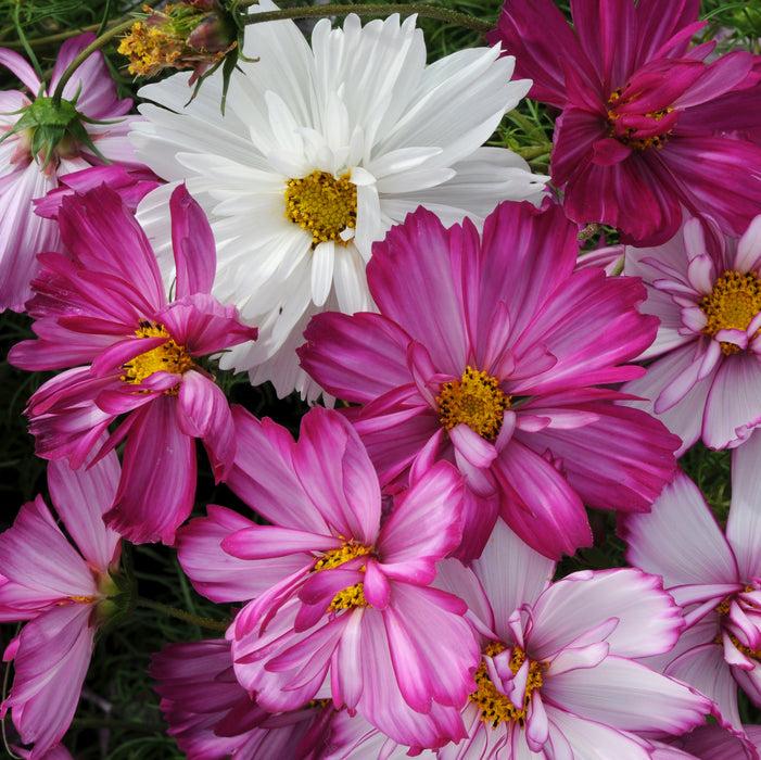 Cosmos Razzmatazz 20 x 5cm - Dispatches from 29th May