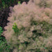 Cotinus Young Lady - Plants2Gardens