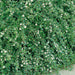 Cotoneaster Coral Beauty - Plants2Gardens