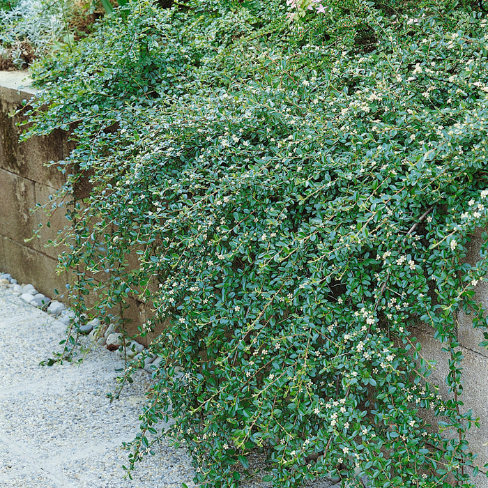 Cotoneaster Coral Beauty - Plants2Gardens