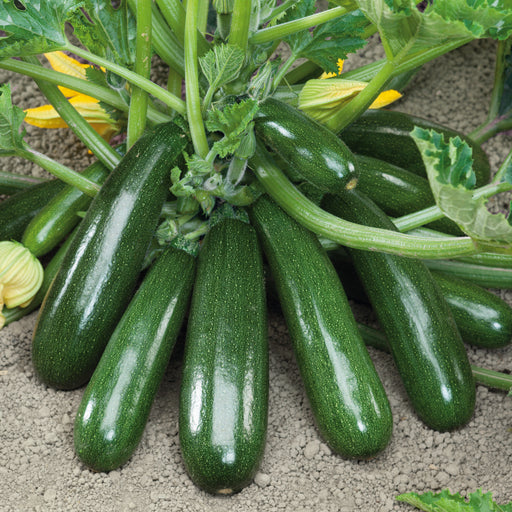 Cucumber, Courgette and Pepper 3 Plant Pack - Plants2Gardens