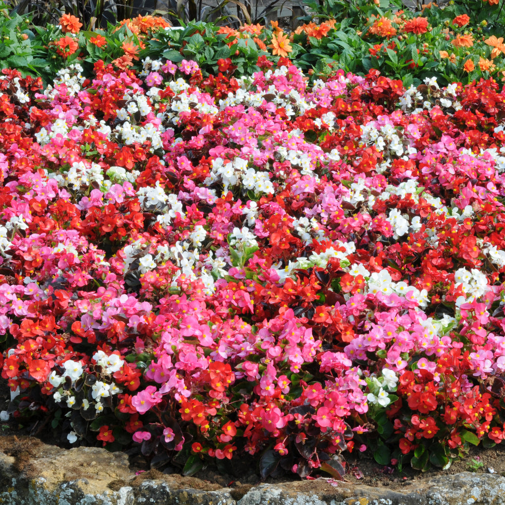 Buy Bedding Plants Online from Plants2Gardens