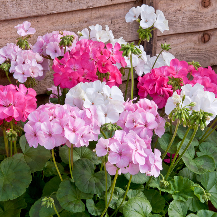 Summer Bedding Collection 40 plants - Plants2Gardens