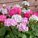 Summer Bedding Collection 40 plants - Plants2Gardens