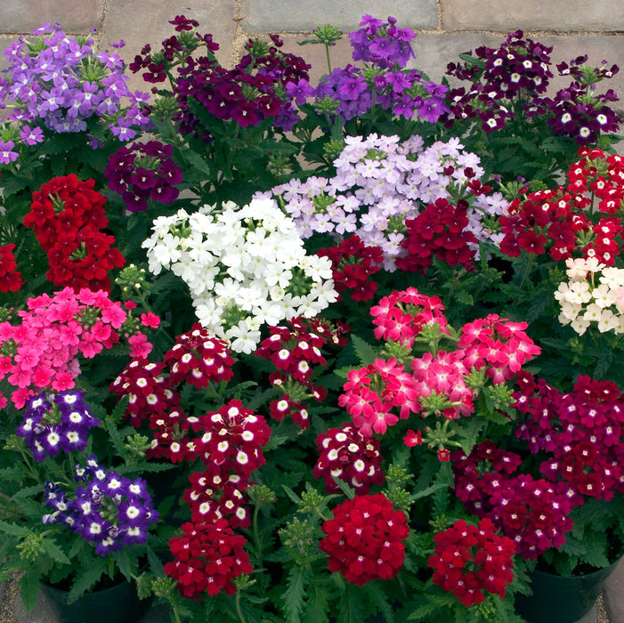 Summer Bedding Collection 40 plants - Plants2Gardens