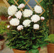 Victorian Plant Supports Pair with 3 Free Bare Root Peonies - Plants2Gardens