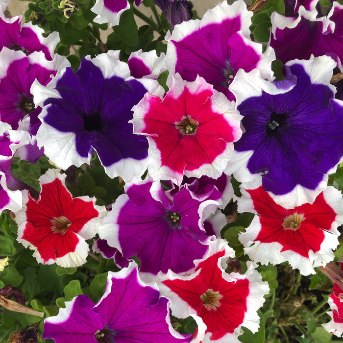Summer Bedding Collection 40 plants - Plants2Gardens