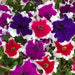 Summer Bedding Collection 40 plants - Plants2Gardens