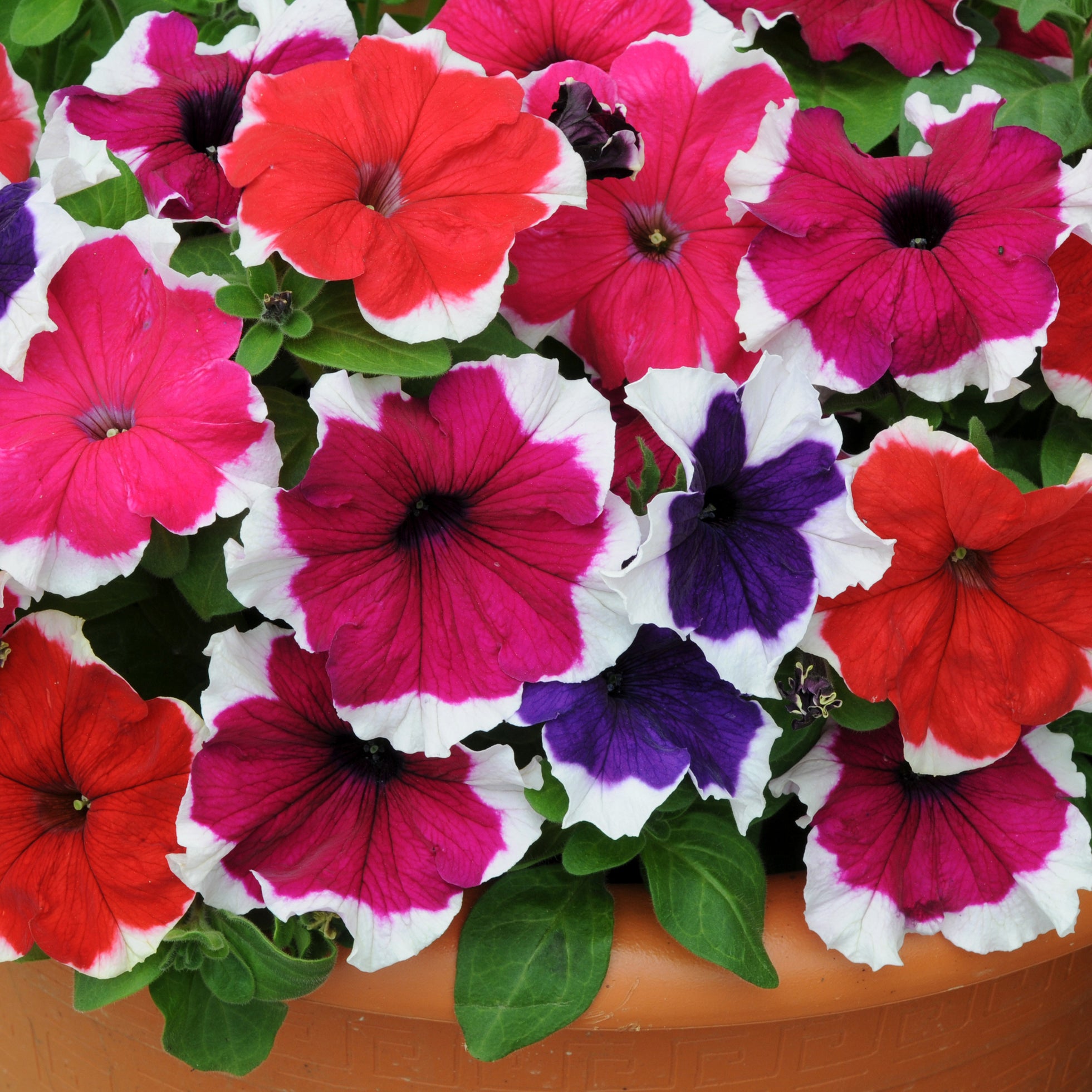 Drought Tolerant Bedding Plants Plants2Gardens