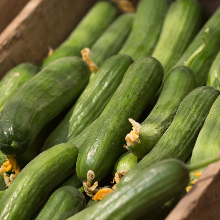 Cucumber, Courgette and Pepper 3 Plant Pack - Plants2Gardens