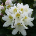 Rhododendron Cunningham's White 4.5ltr - Plants2Gardens