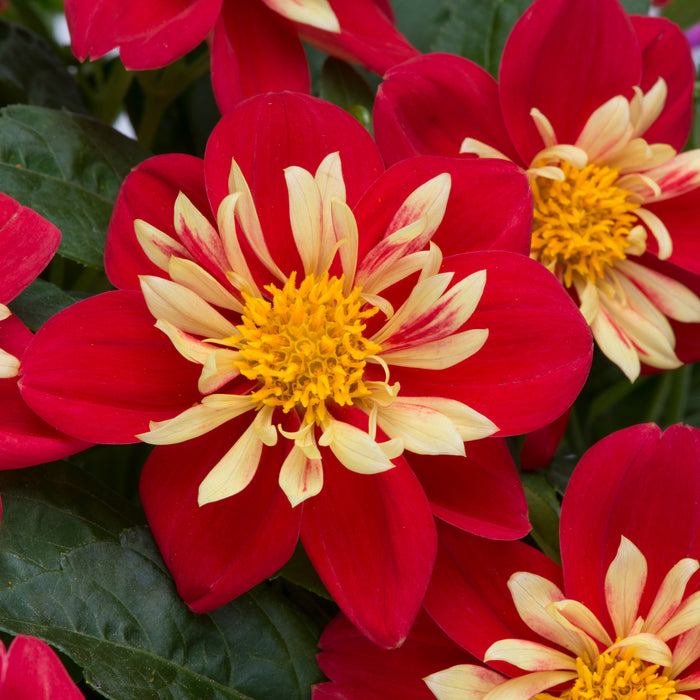 Dahlia Dahlietta Collection 5 x 9cm - Dispatches from 22nd May - Plants2Gardens