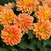 Dahlia Dahlietta Collection 5 x 9cm - Dispatches from 22nd May - Plants2Gardens