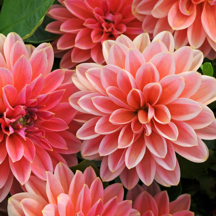 Dahlia Dahlietta Collection 5 x 9cm - Dispatches from 22nd May - Plants2Gardens