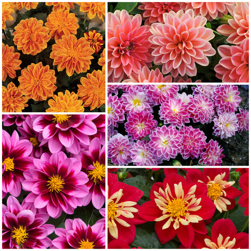 Dahlia Dahlietta Collection 5 x 9cm - Dispatches from 22nd May - Plants2Gardens