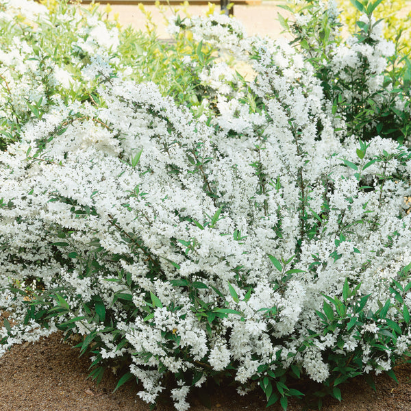 Buy established Deutzia gracilis Online For Only £12.50 — Plants2Gardens