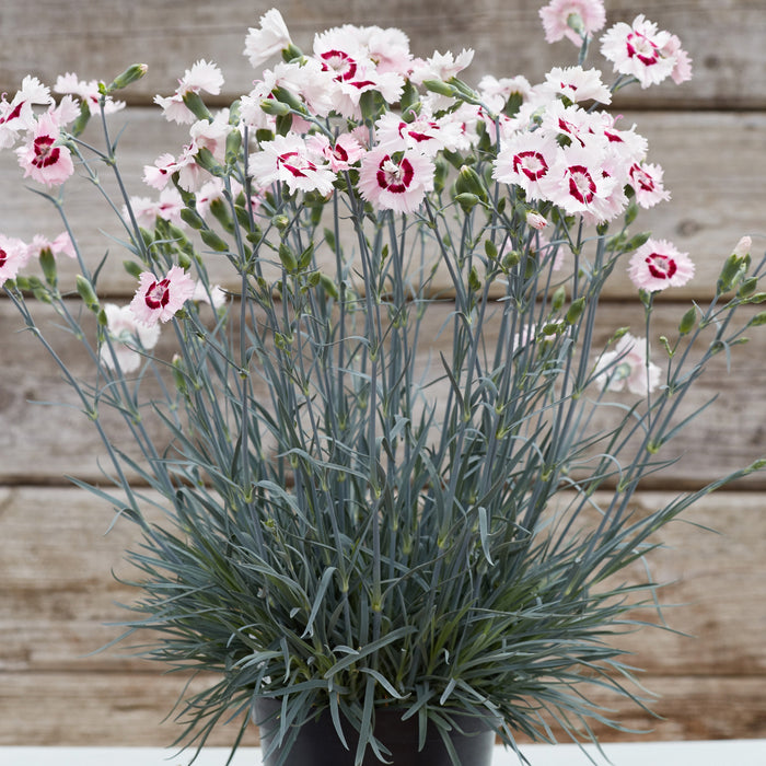 Fragrant Garden Pinks - Plants2Gardens