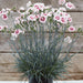 Fragrant Garden Pinks - Plants2Gardens