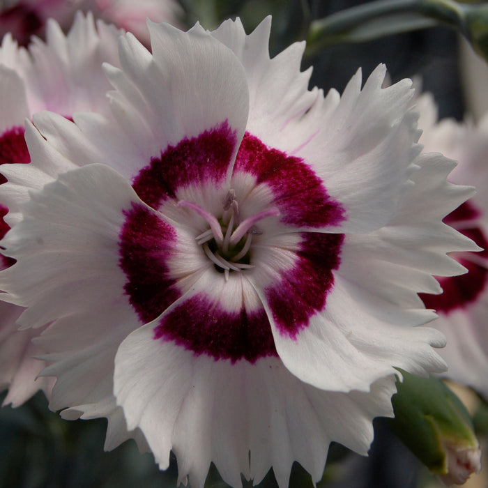 Fragrant Garden Pinks - Plants2Gardens