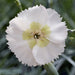 Fragrant Garden Pinks - Plants2Gardens
