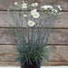 Fragrant Garden Pinks - Plants2Gardens