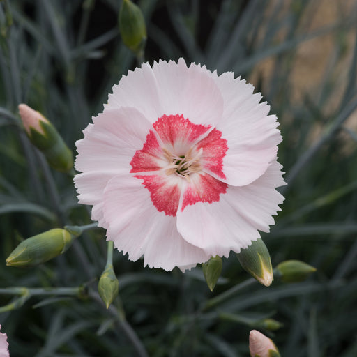 Fragrant Garden Pinks - Plants2Gardens