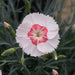 Fragrant Garden Pinks - Plants2Gardens