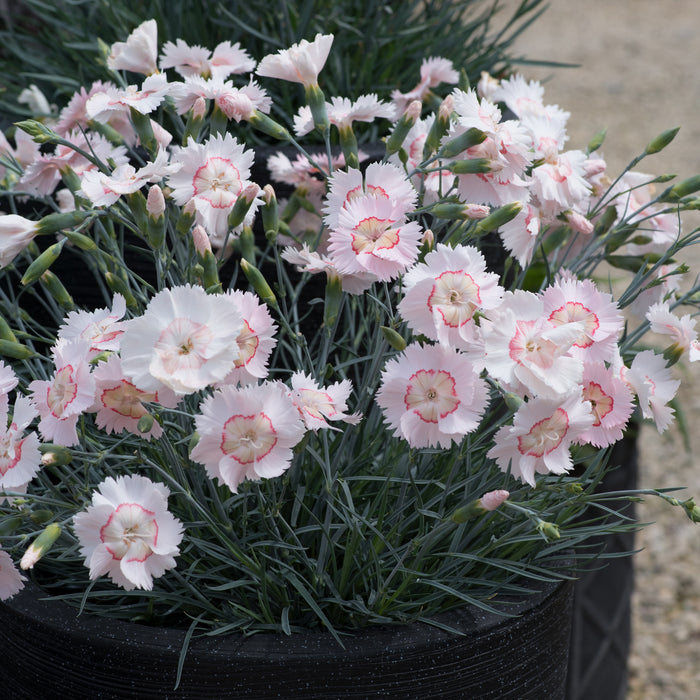 Fragrant Garden Pinks - Plants2Gardens