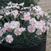Fragrant Garden Pinks - Plants2Gardens