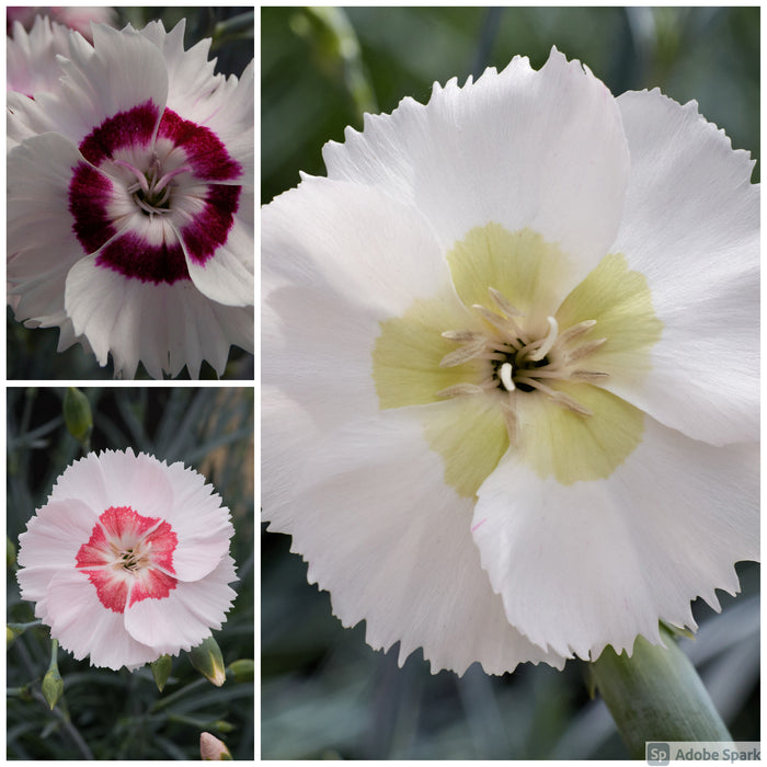 Fragrant Garden Pinks - Plants2Gardens