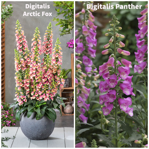 Digitalis Collection 6 x 5cm - Plants2Gardens