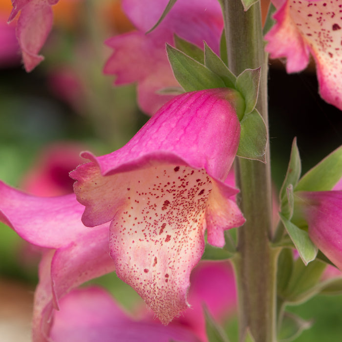 Digitalis Foxlight 6 Plant Collection - Dispatches from 6th March - Plants2Gardens