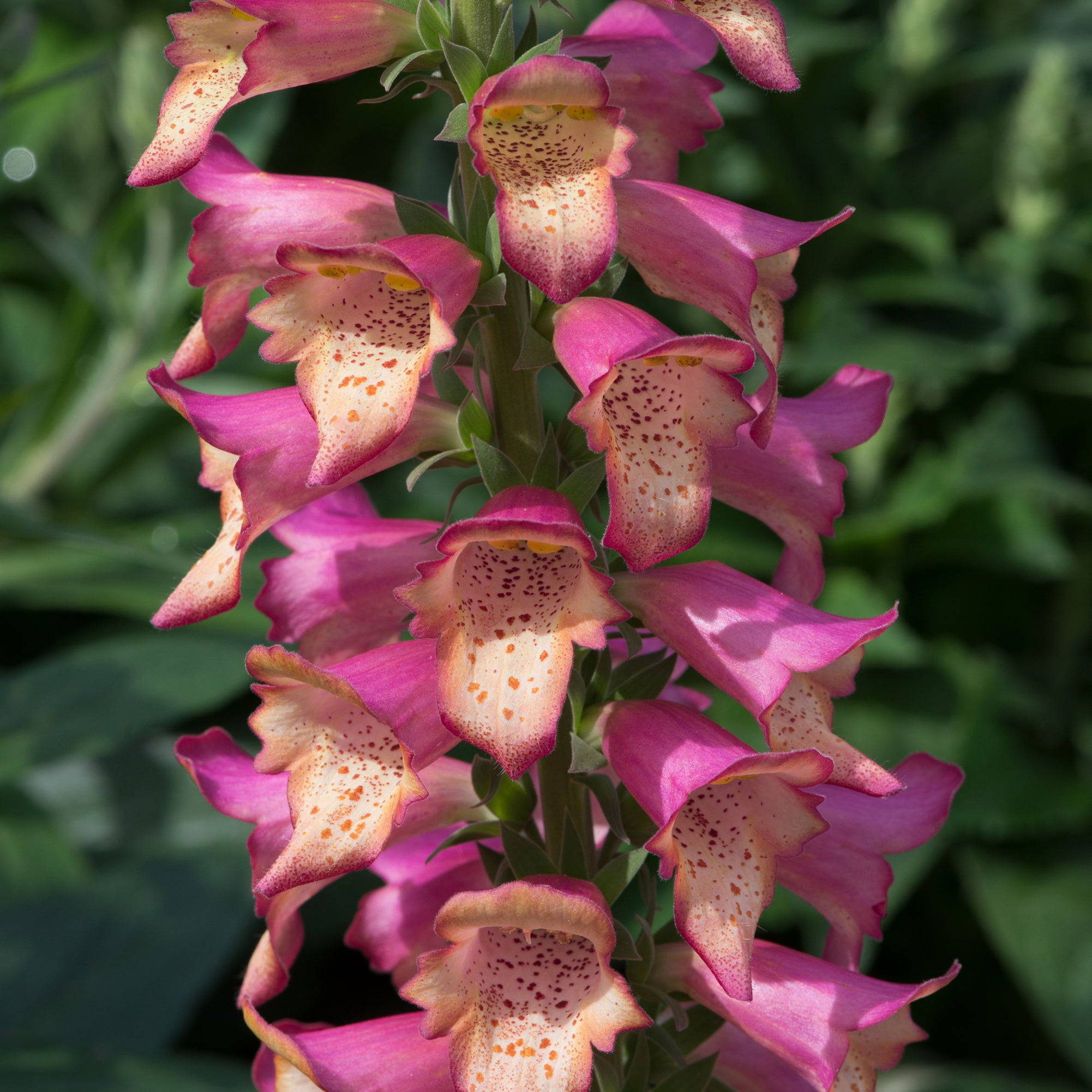 Digitalis Foxlight (3 x 2 litre) £25.00 by Plants2Gardens