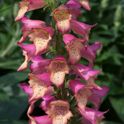 Digitalis Foxlight 6 Plant Collection - Dispatches from 6th March - Plants2Gardens