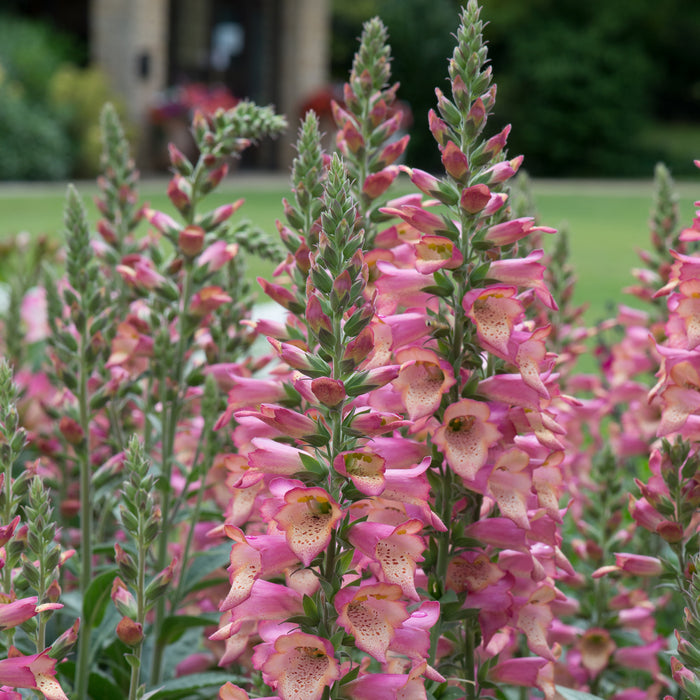 Digitalis Foxlight 6 Plant Collection -Despatch from WC 28th February - Plants2Gardens