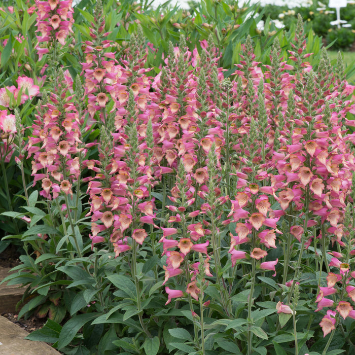 Digitalis Foxlight 6 Plant Collection - Dispatches from 6th March - Plants2Gardens