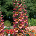 Digitalis Foxlight 6 Plant Collection -Despatch from WC 28th February - Plants2Gardens