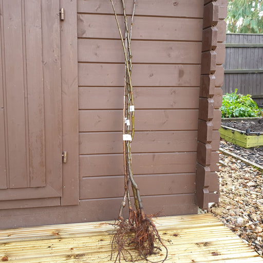 Pear Williams - Plants2Gardens