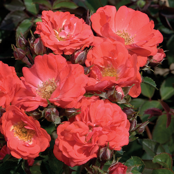 Drift Rose 3 Plant Collection - Despatch From WC 8th March - Plants2Gardens