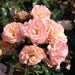 Drift Rose 3 Plant Collection - Despatch From WC 8th March - Plants2Gardens