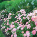 Drift Rose 3 Plant Collection - Despatch From WC 8th March - Plants2Gardens