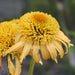 Echinacea Papallo Collection - Plants2Gardens